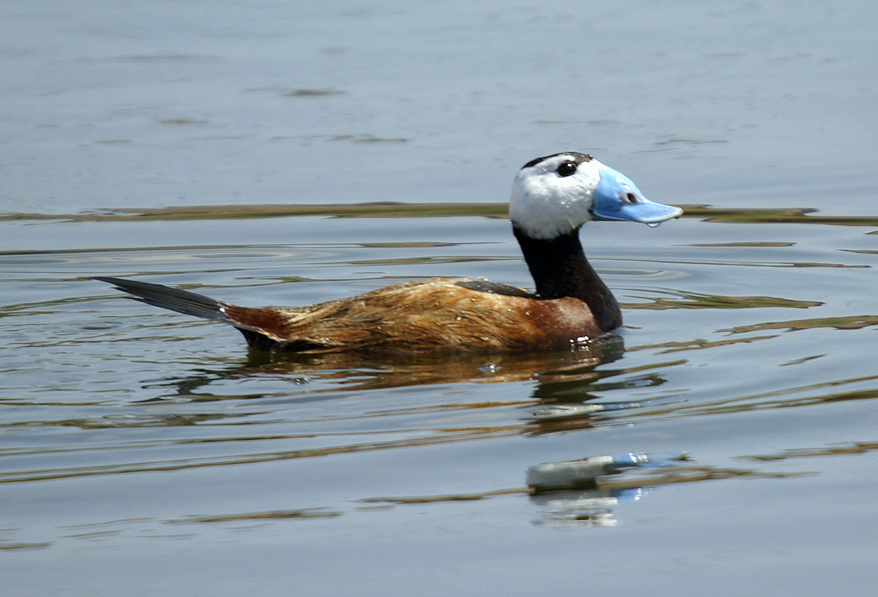 Oxyura leucocephala