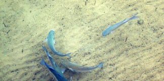 Peștele Chelon labrosus din Oceanul Atlantic, Marea Neagră și Mediterană