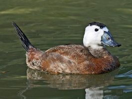 Rața cu capul alb (Oxyura leucocephala) clocește în bălțile din Delta Dunării