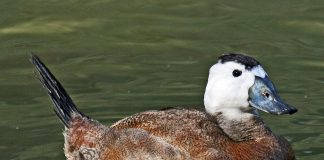 Rața cu capul alb (Oxyura leucocephala) clocește în bălțile din Delta Dunării