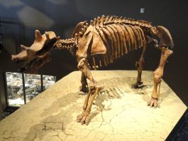 Uintatherium, un mamifer copitat primitiv din eocenul Americii de Nord