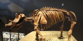 Uintatherium, un mamifer copitat primitiv din eocenul Americii de Nord