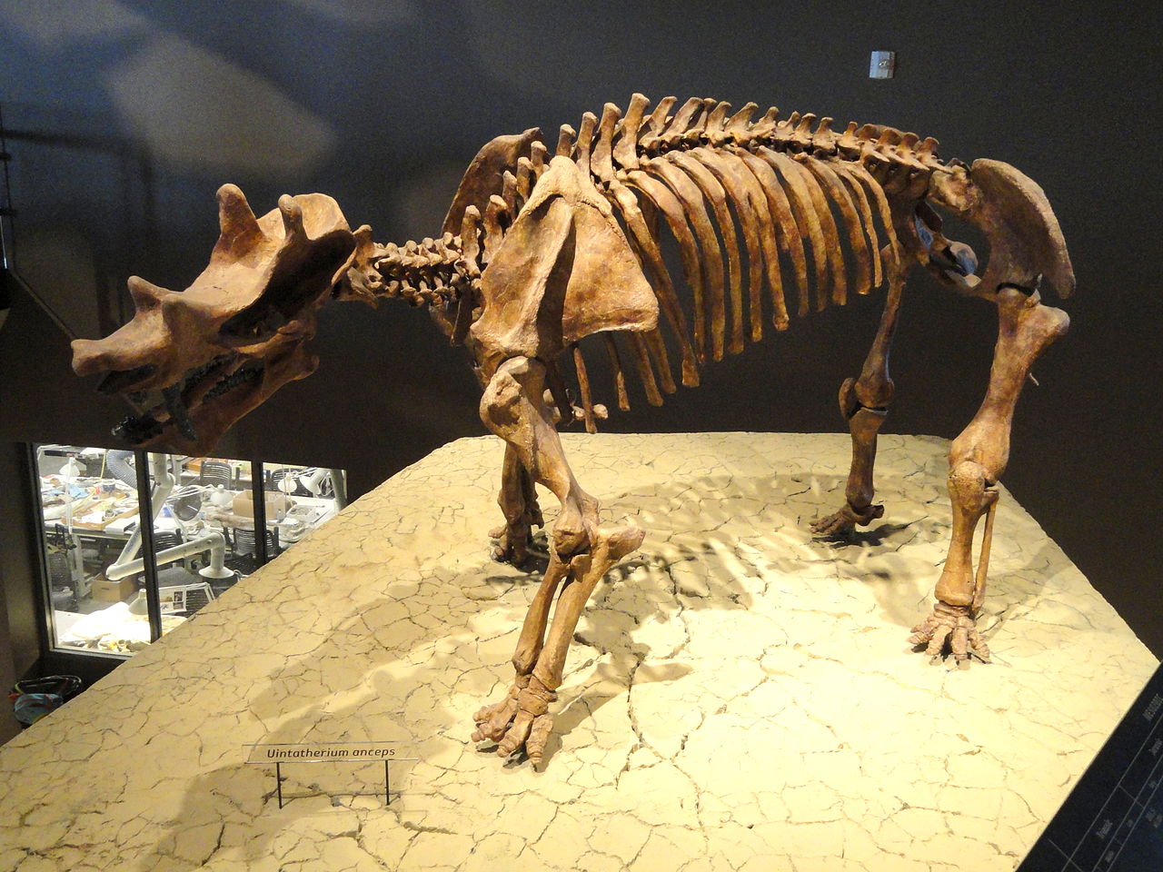 Uintatherium, un mamifer copitat primitiv din eocenul Americii de Nord