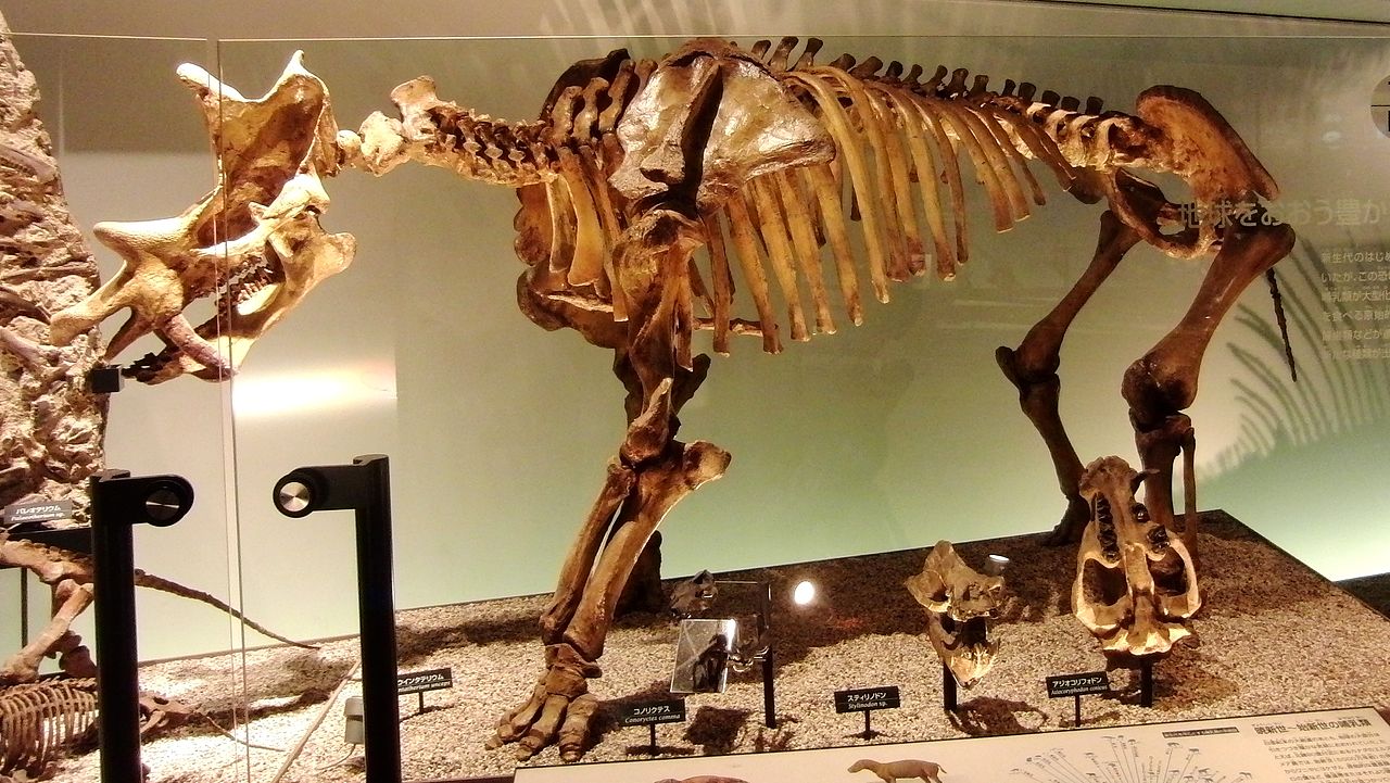 Uintatherium