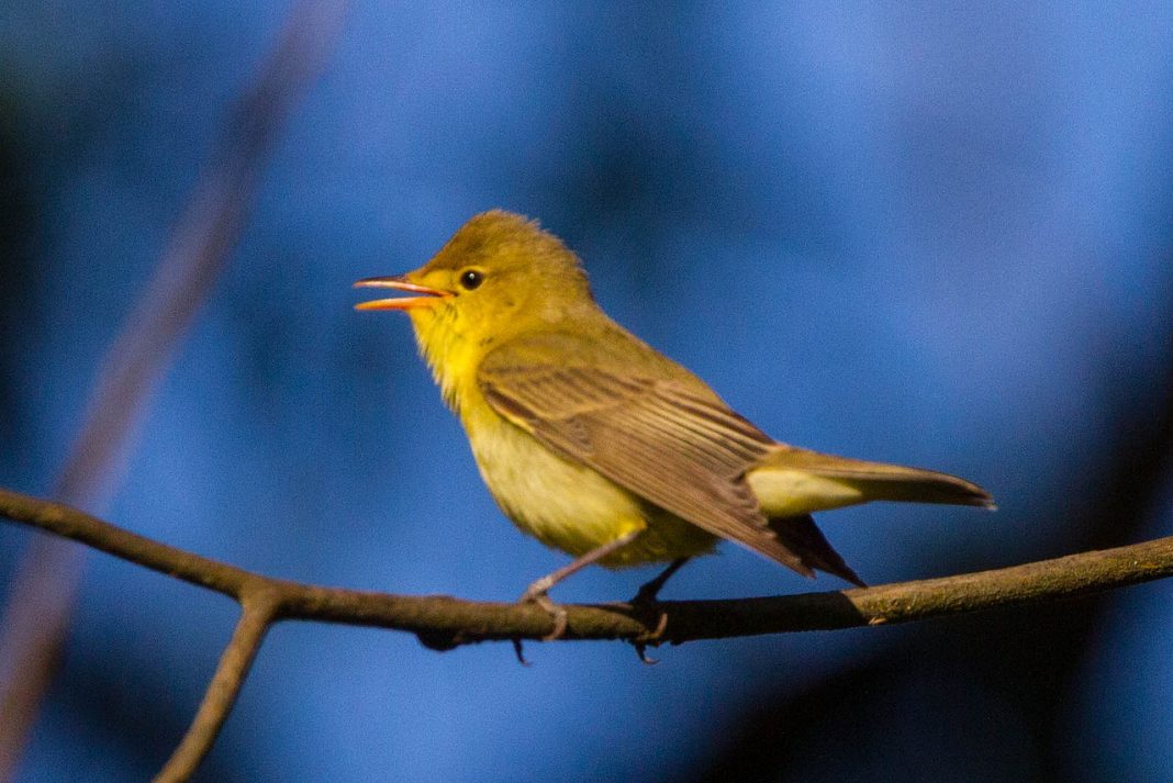 Frunzărița galbenă (Hippolais icterina), pasăre cântătoare din țara noastră Frunzărița galbenă (Hippolais icterina), pasăre cântătoare din țara noastră