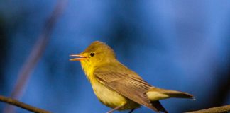 Frunzărița galbenă (Hippolais icterina), pasăre cântătoare din țara noastră