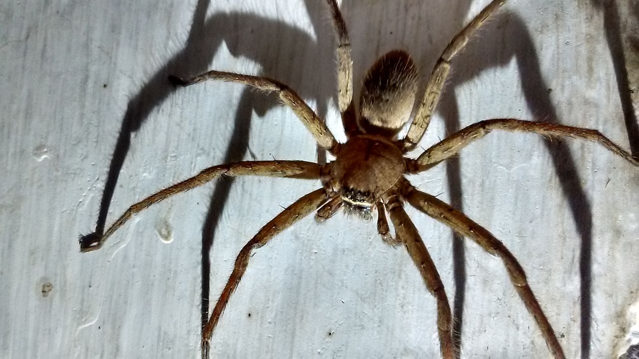 Heteropoda maxima