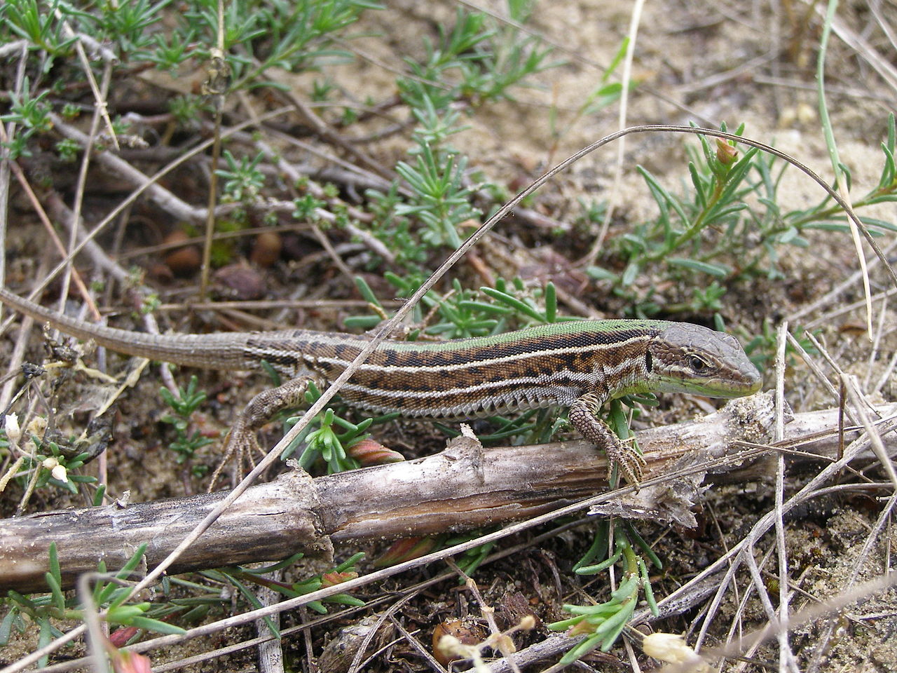 Lacerta taurica