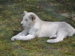 Leul alb, o subspecie a leului Panthera Leo Krugeri din Africa