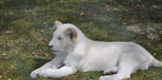 Leul alb, o subspecie a leului Panthera Leo Krugeri din Africa