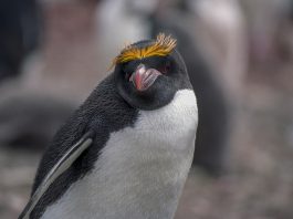 Pinguinul macaroni (Eudyptes chrysolophus) trăiește 8-15 ani în Antarctica