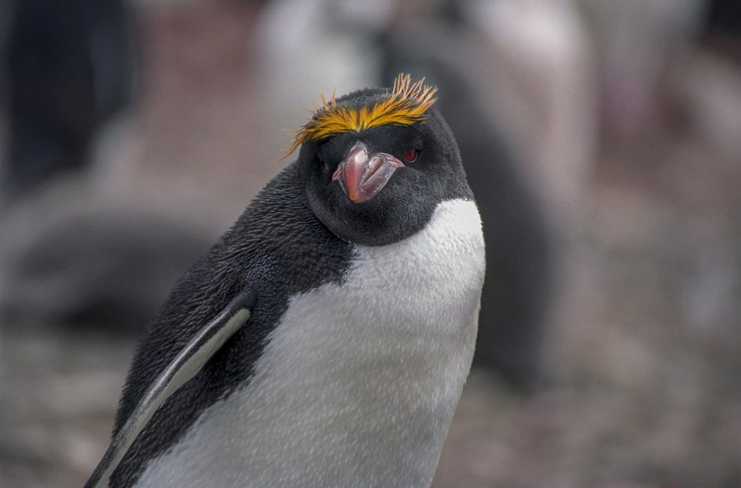Pinguinul macaroni (Eudyptes chrysolophus) trăiește 8-15 ani în Antarctica