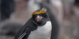 Pinguinul macaroni (Eudyptes chrysolophus) trăiește 8-15 ani în Antarctica