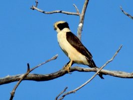 Soimul-râzător (Herpetitheres cachinnans) - vezi ce sunete ciudate scoate