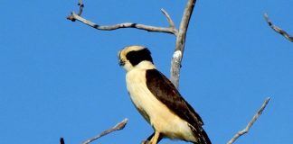 Soimul-râzător (Herpetitheres cachinnans) - vezi ce sunete ciudate scoate