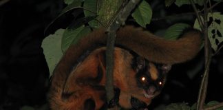 Taguanul (Petaurista petaurista), veverița zburătoare din Indo-China