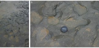 Descoperiri recente – urme de pasi vechi de peste 800 000 de ani urme de pasi vechi de peste 800 000 de ani