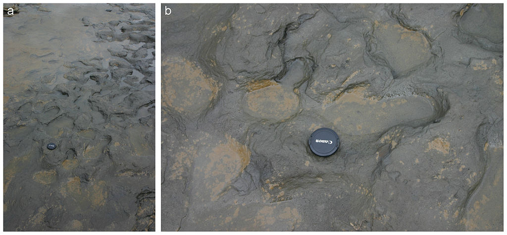 urme de pasi vechi de peste 800 000 de ani urme de pasi vechi de peste 800 000 de ani
