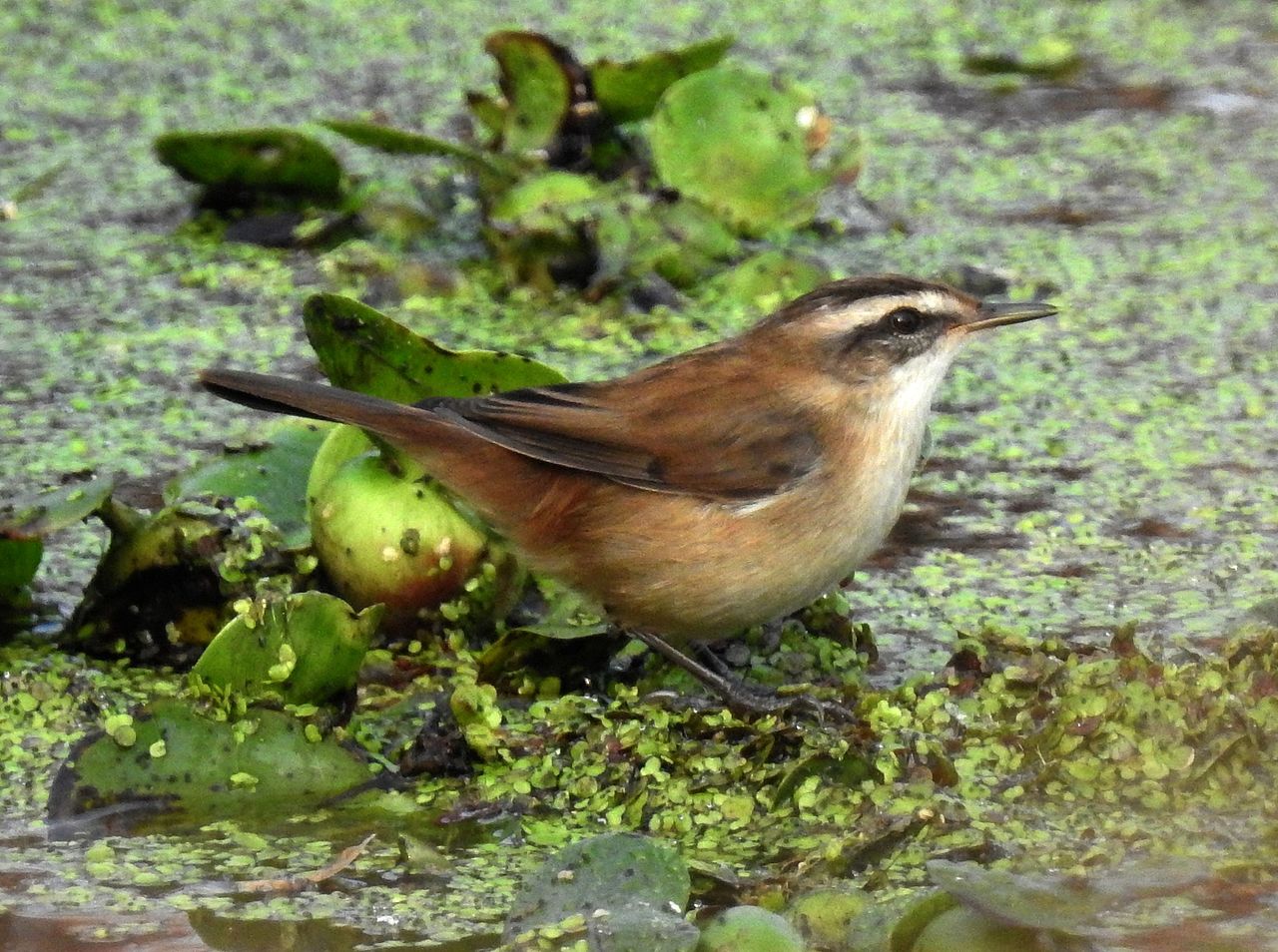 Acrocephalus melanopogon