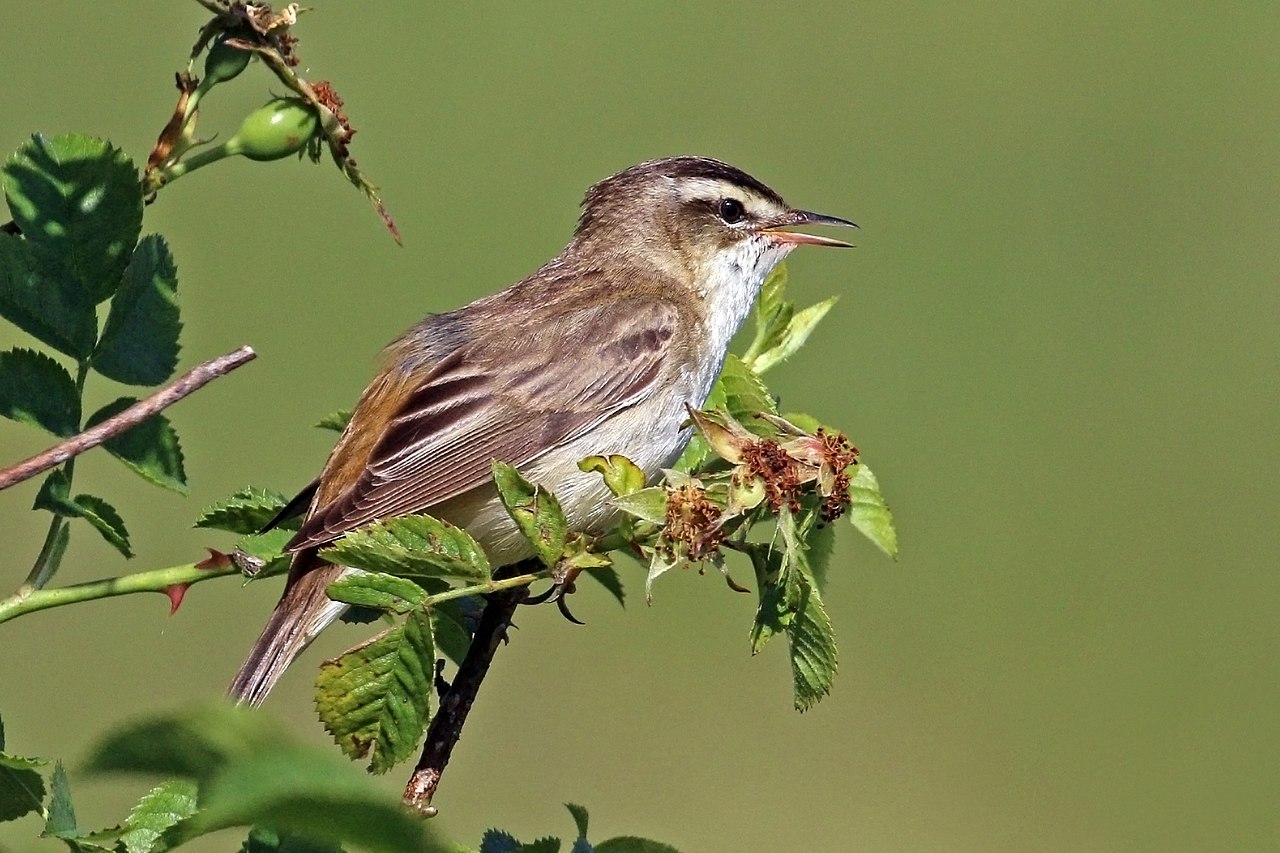 Acrocephalus schoenobaenus