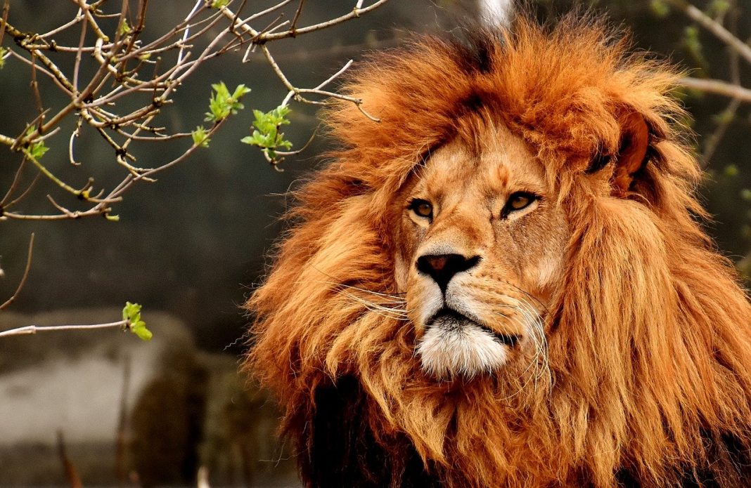 Admiră cele mai frumoase specii de animale sălbatice din lume și află detalii despre acestea