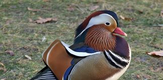 Află care sunt cele mai frumoase specii de păsări din lume