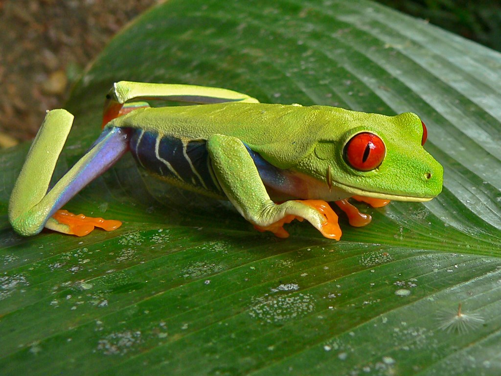 Agalychnis callidryas