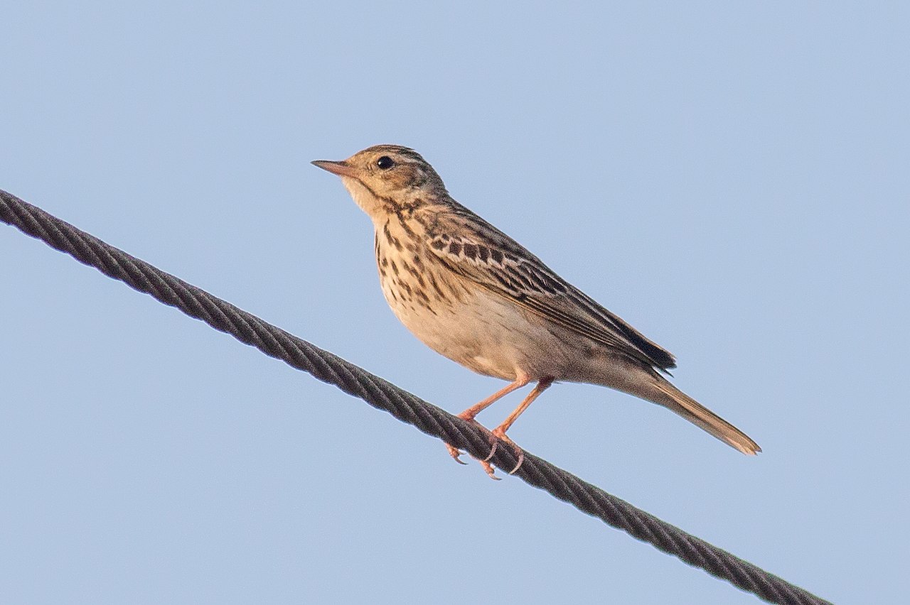 Anthus trivialis