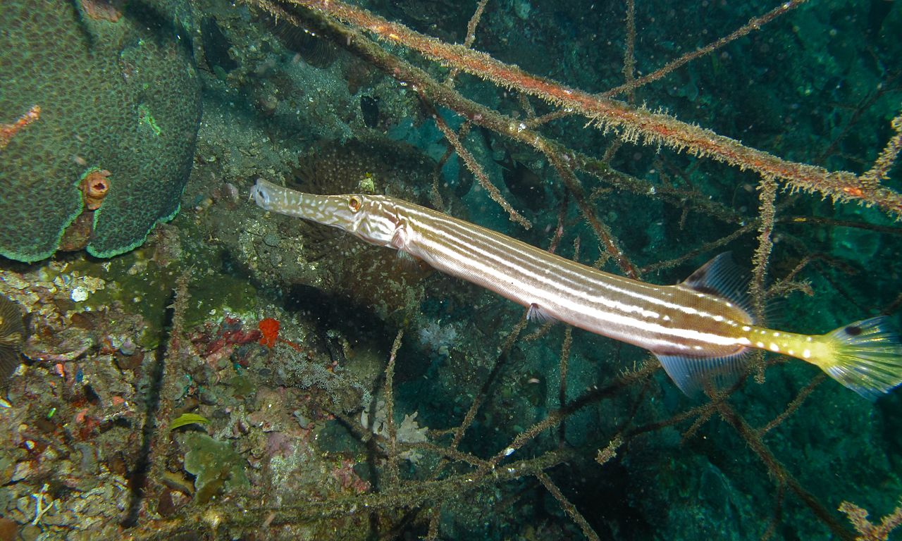 Aulostomus chinensis