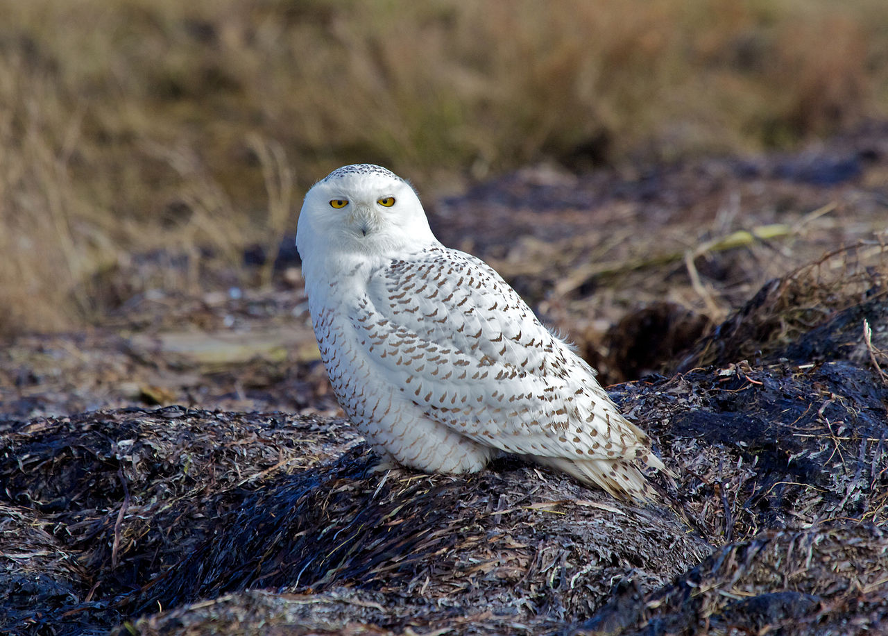 Bubo scandiacus