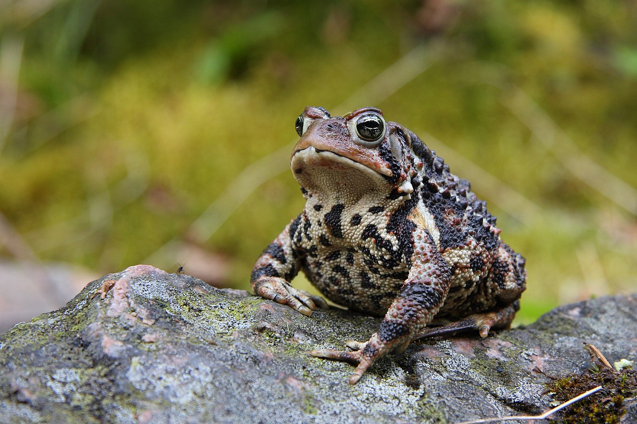 Bufo americanus