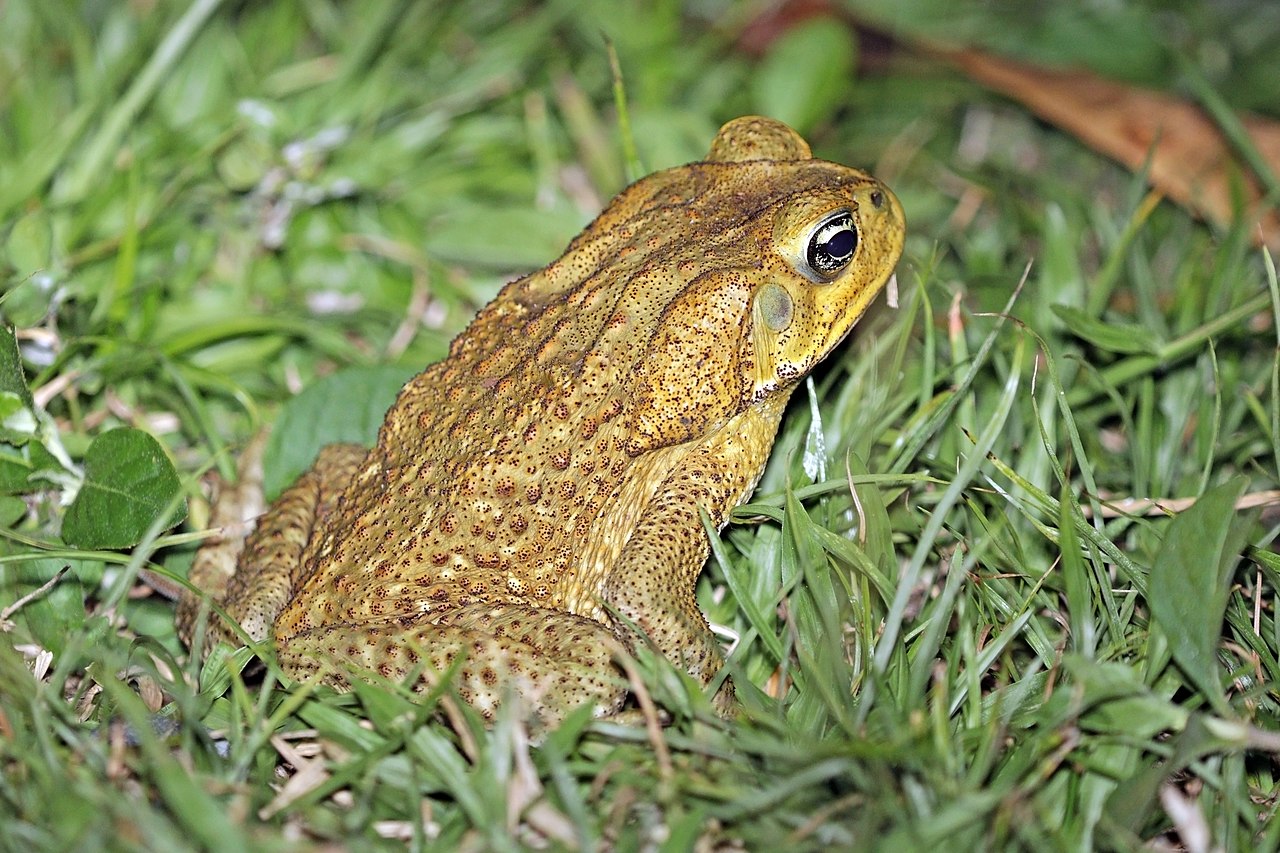 Bufo marinus