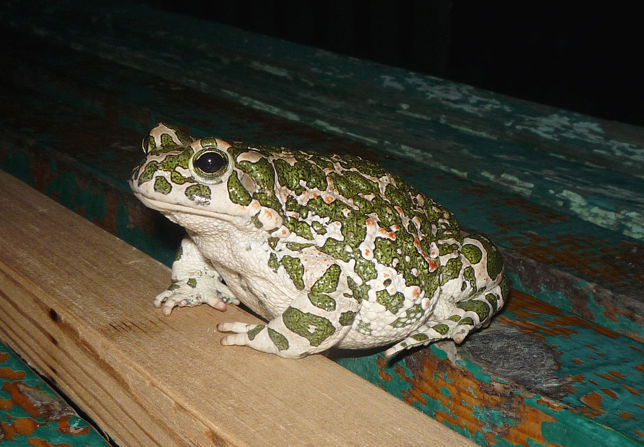 Bufo viridis