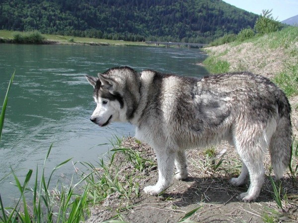 Rasa Husky Siberian, Foto: huskydogblog.com