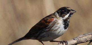 Care specii de păsări sunt cele mai cunoscute in România