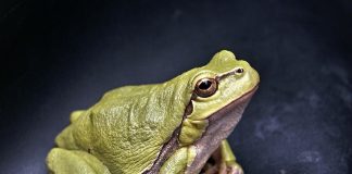 Care sunt cele mai cunoscute specii de amfibieni