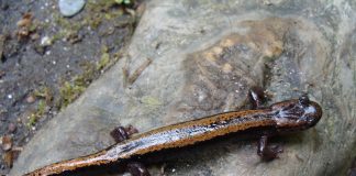 Cele mai cunoscute specii de amfibieni cu coadă