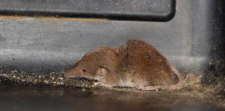 Cele mai mici și cele mai mari specii de animale sălbatice din lume