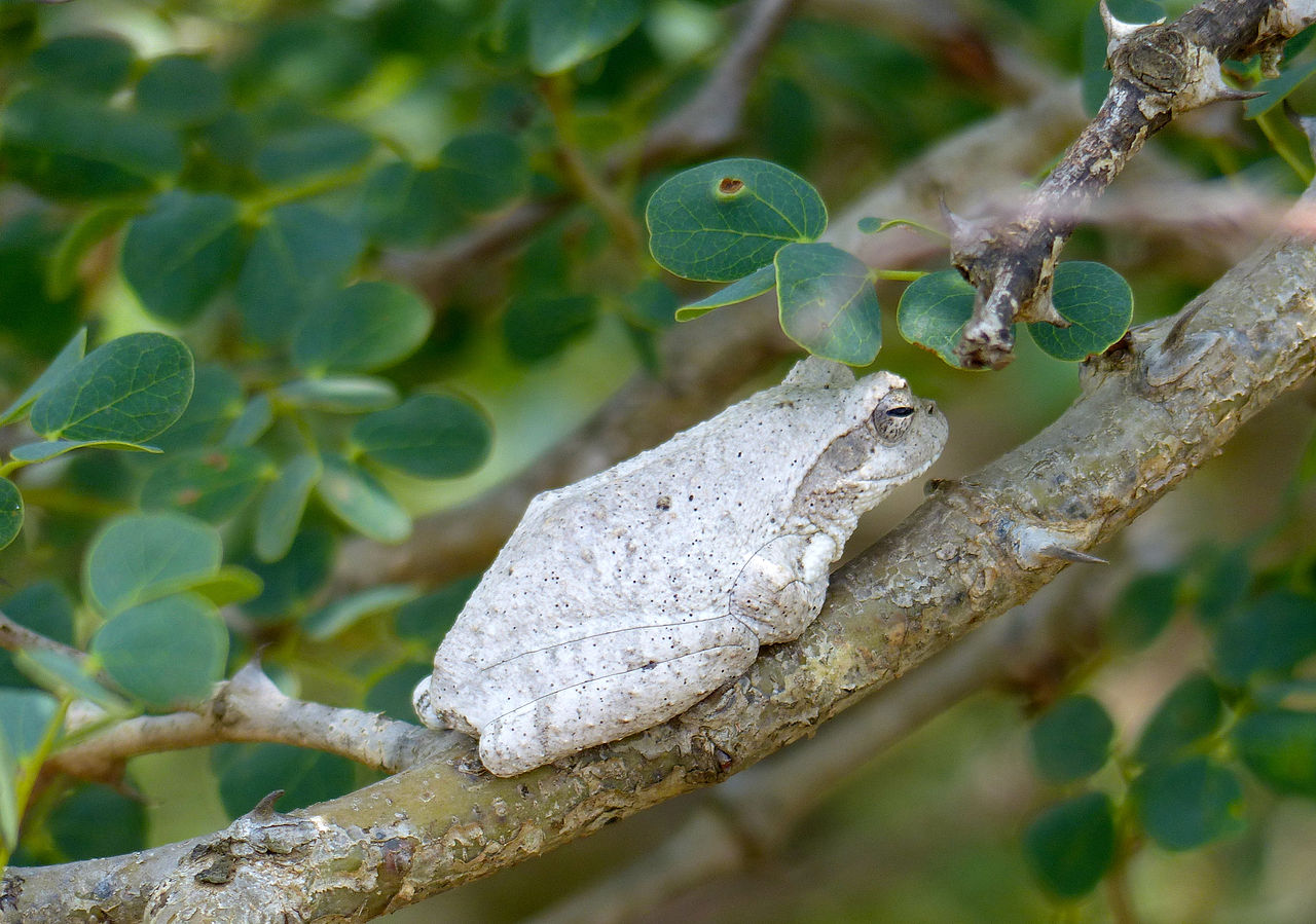 Chiromantis xerampelina