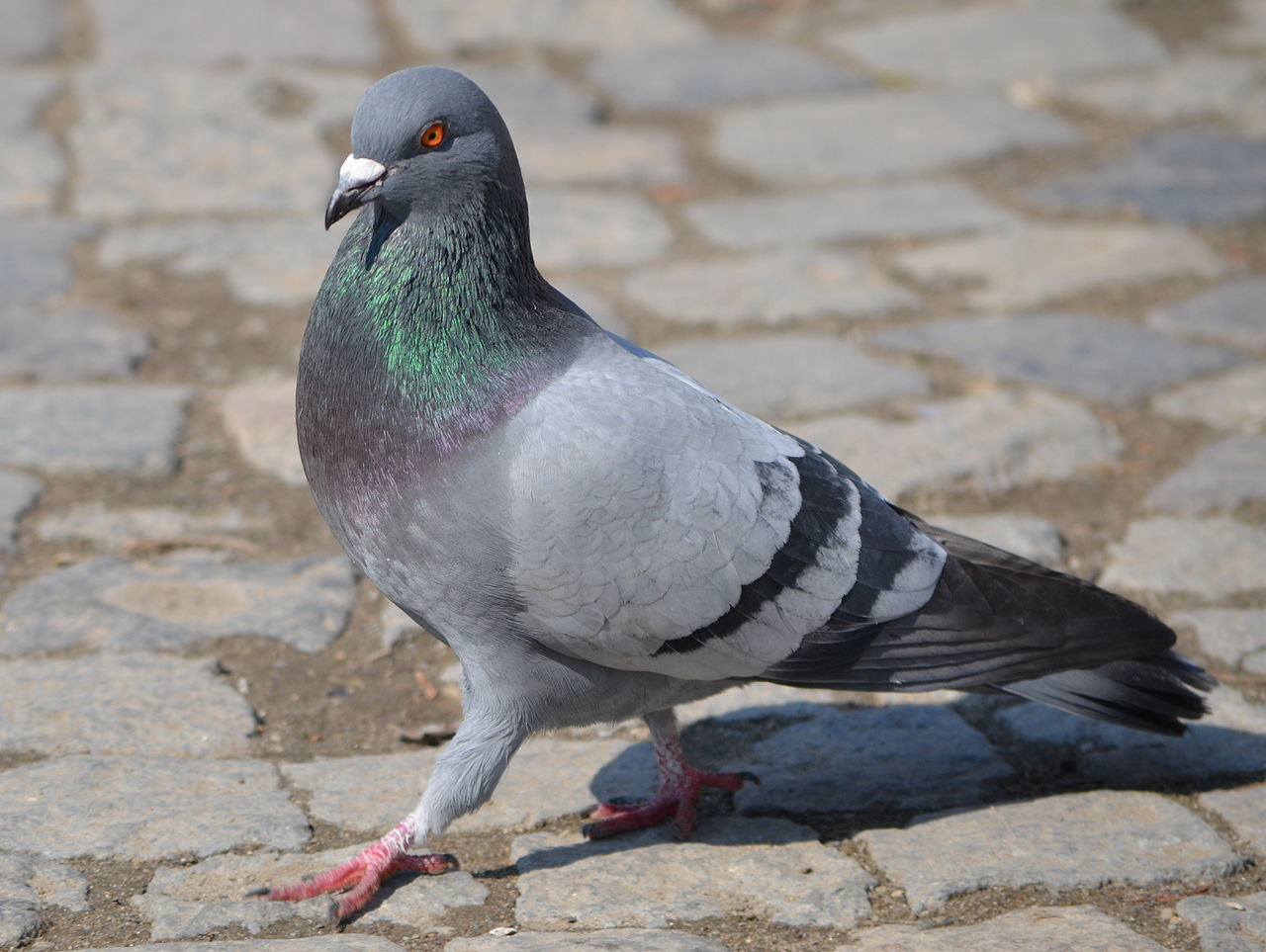 Columba livia