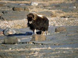 Descoperă cele mai puternice animale sălbatice din lume