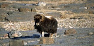 Descoperă cele mai puternice animale sălbatice din lume