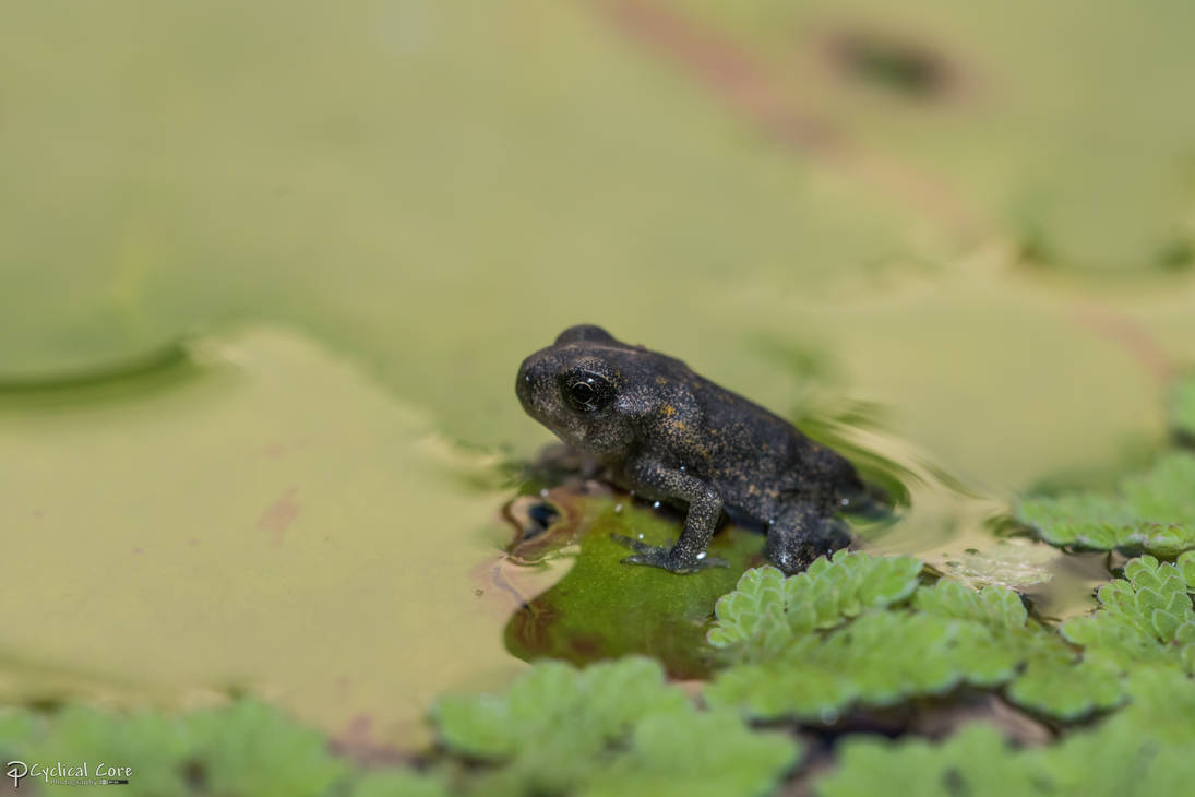 Eleutherodactylus planirostris