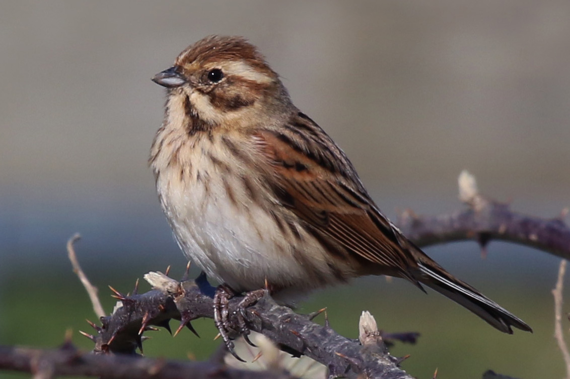 Emberiza schoeniclus