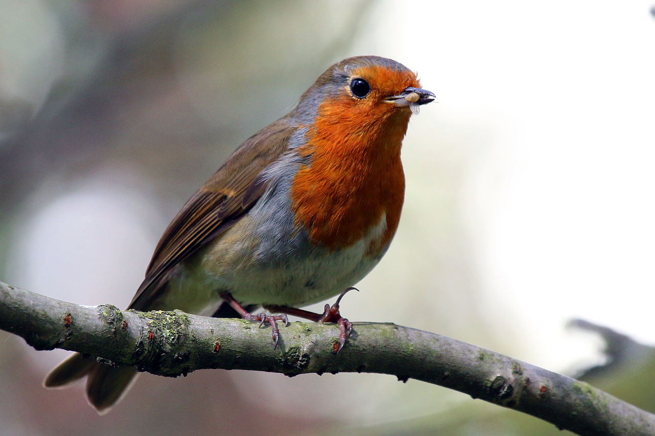 Erithacus rubecula