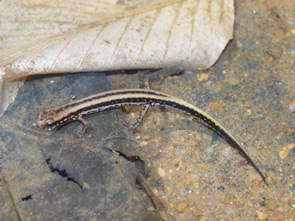 Salamandra cu trei dungi, Foto: herpsofnc.org