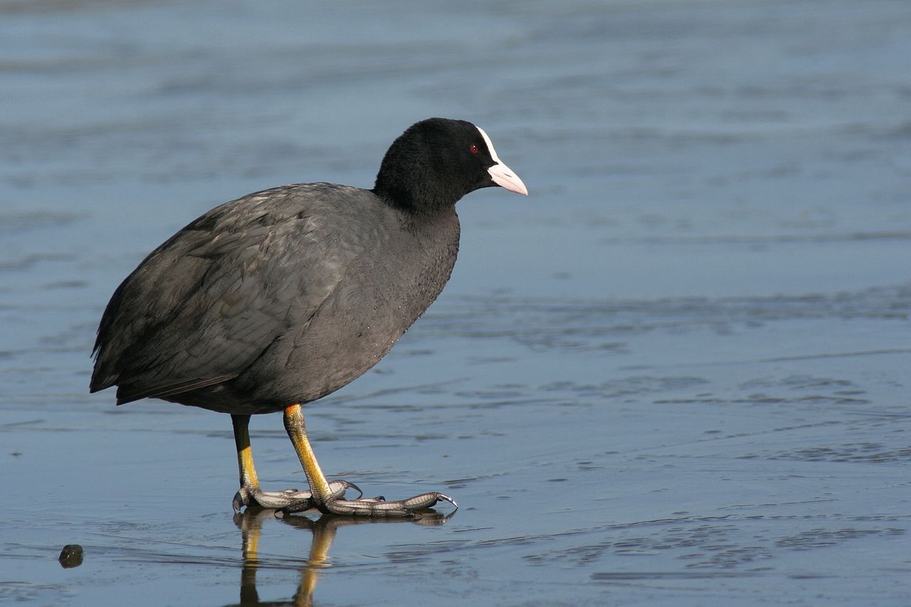 Fulica atra