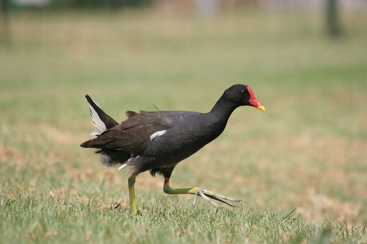 Gallinula chloropus 