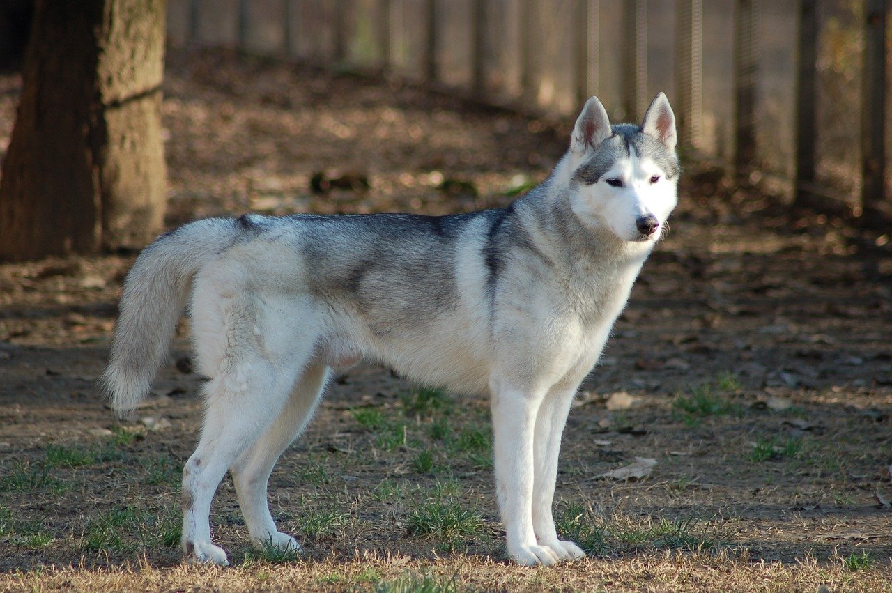 Husky Siberian