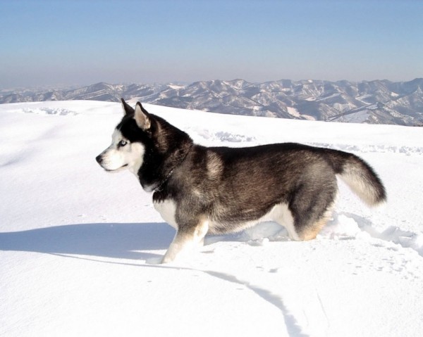 Husky Siberian Gri are rezistenta nativa foarte buna, Foto: huskydogblog.com